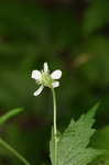 White avens